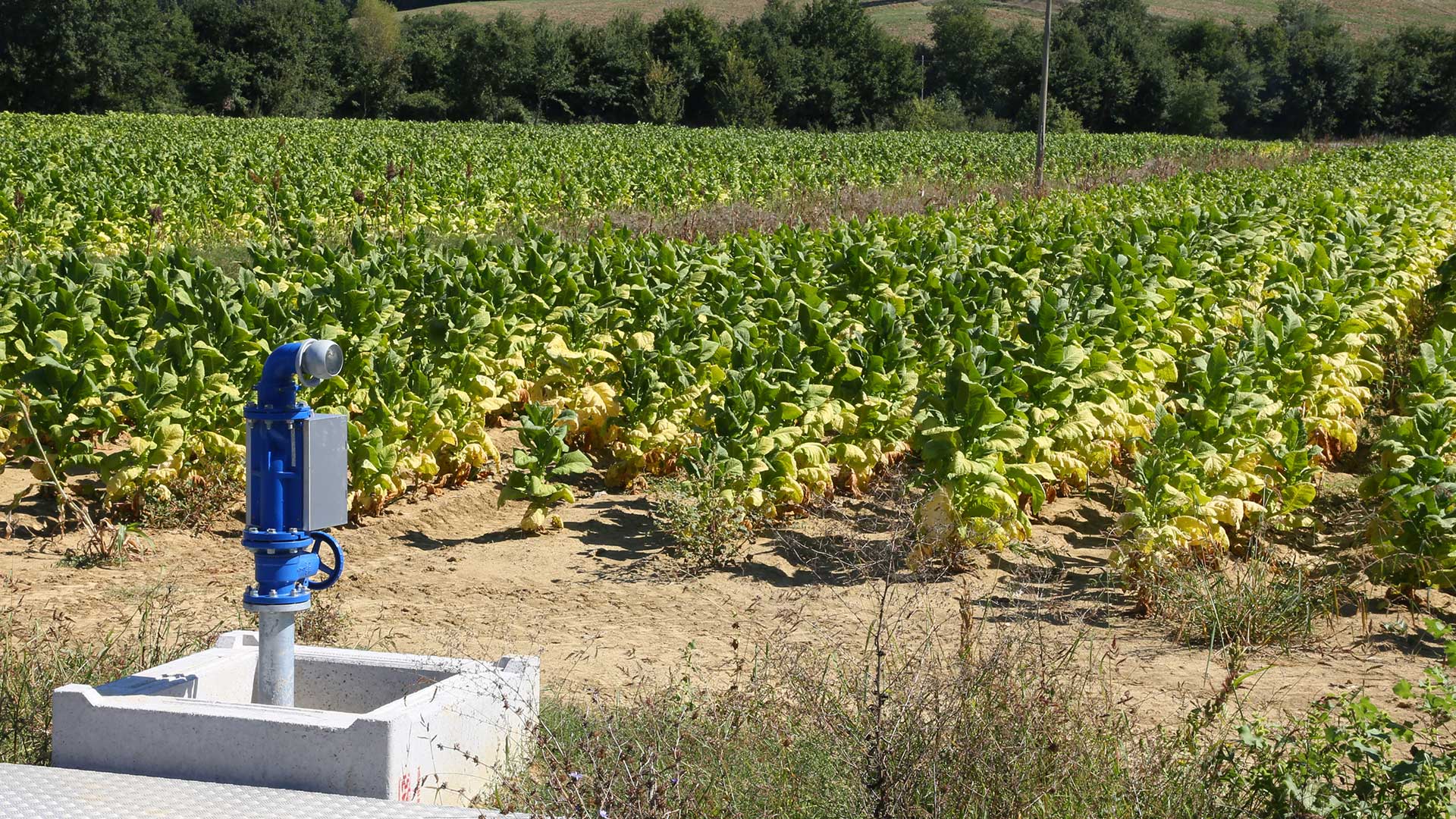 Irrigation field with hydropass products in the front